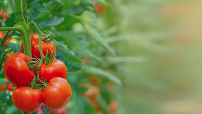 Plant Support Clips – 300 Pcs for Garden | EcoNour Tomato Clips