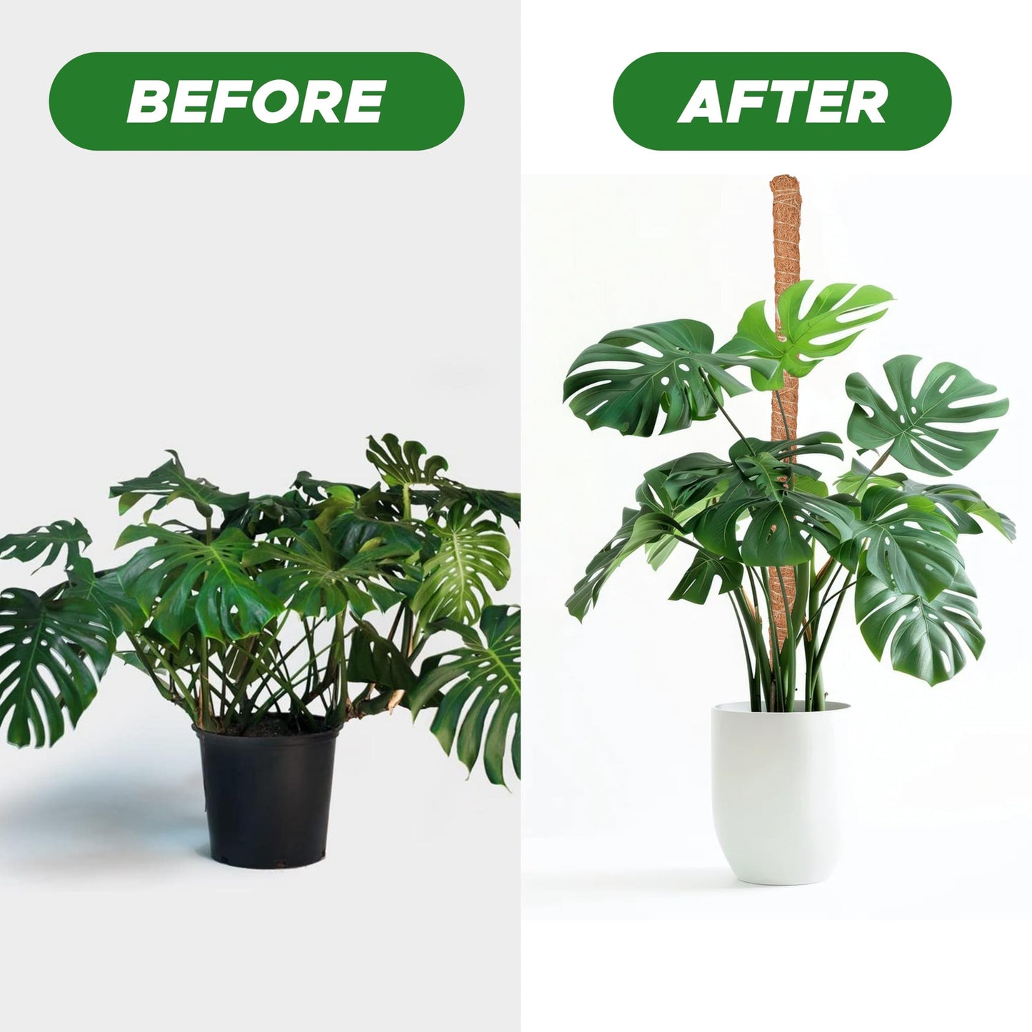 Moss Pole Monstera Plant Support 28" (4 Pack) Indoor Plants | EcoNour