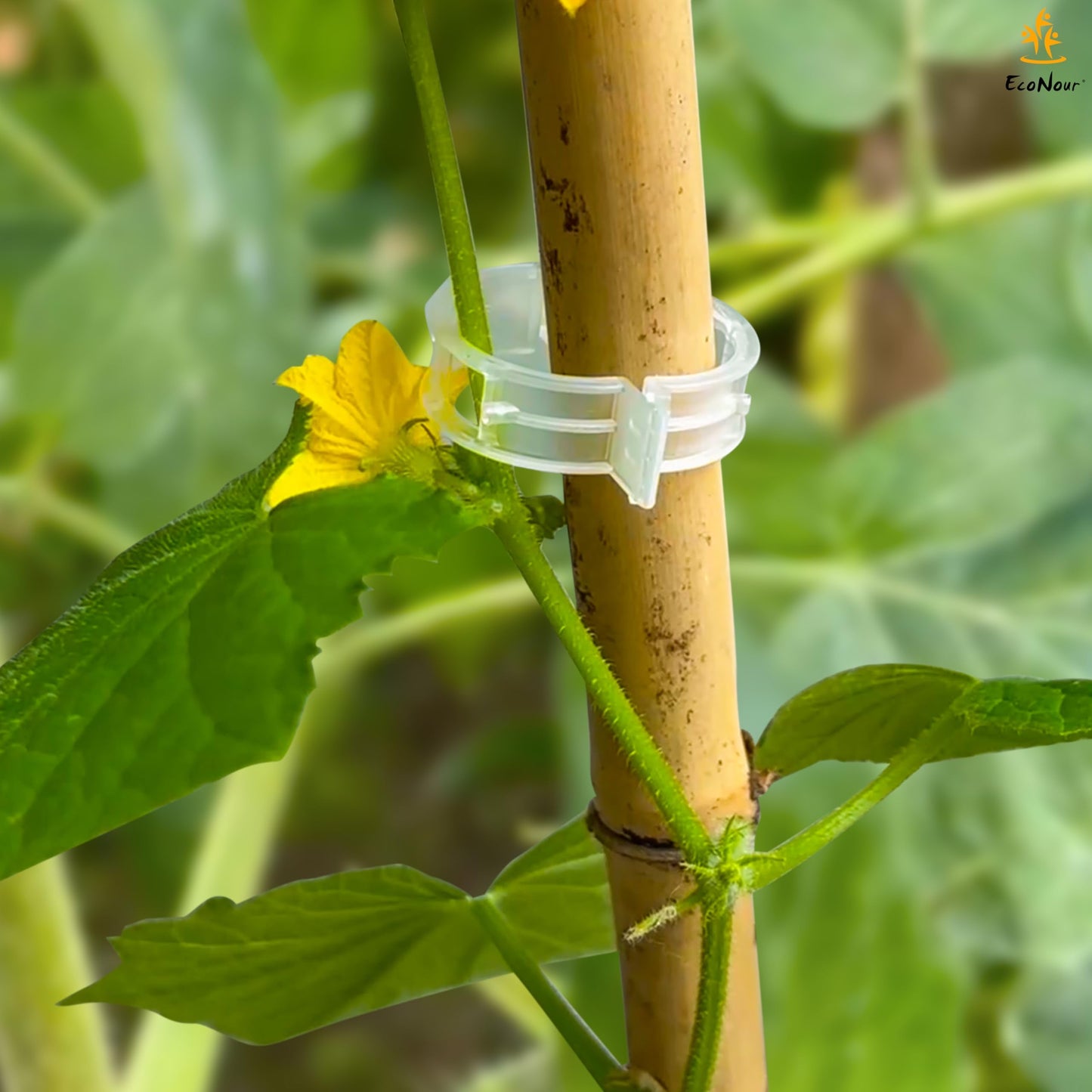 Plant Support Clips – 300 Pcs for Garden | EcoNour Tomato Clips