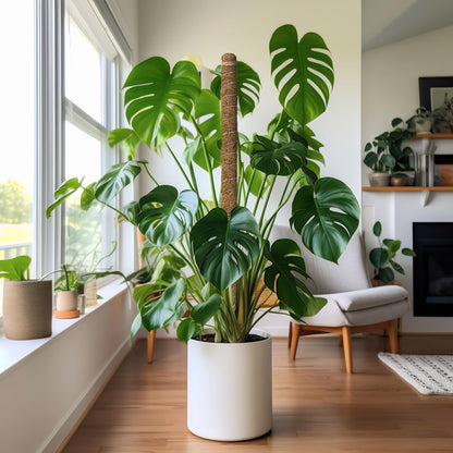 Moss Pole Monstera Plant Support 28" for Indoor Plant 2-Pack | EcoNour
